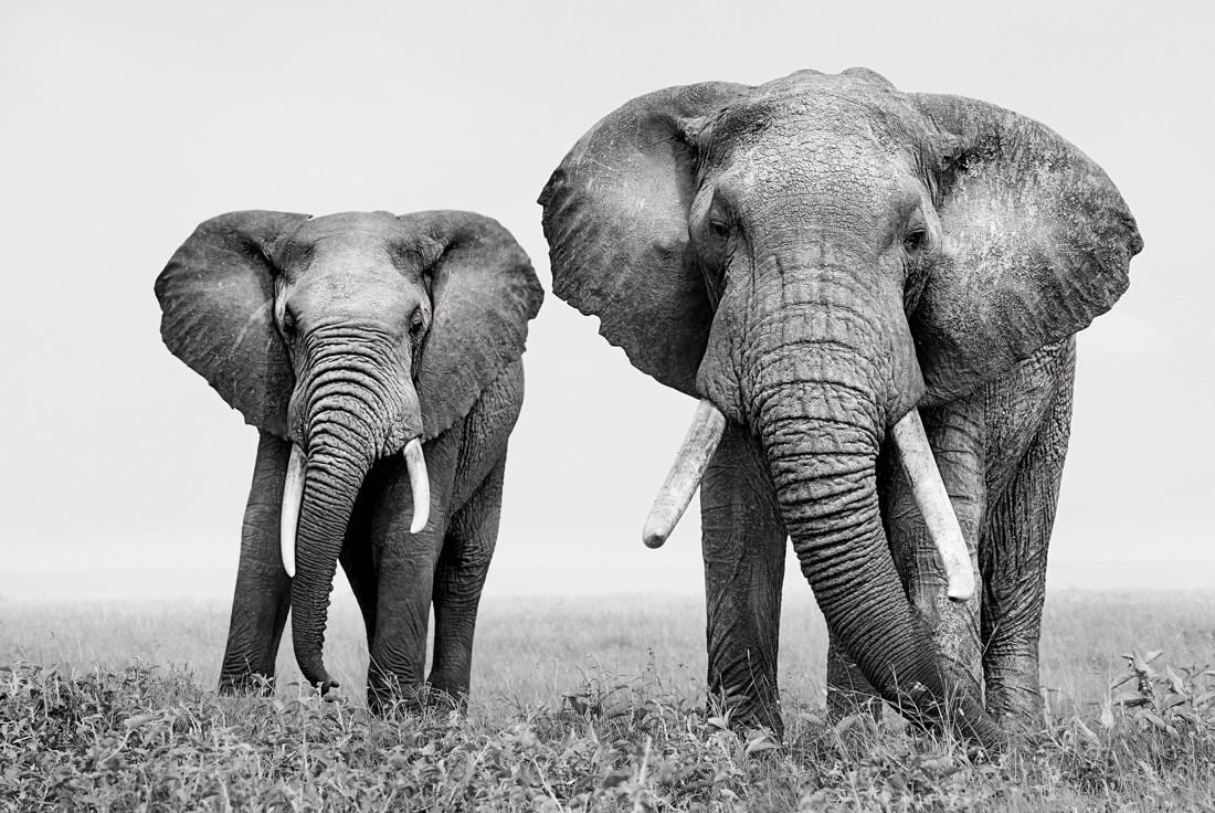 Duo d'éléphant regardant le photographe animalier Kyriakos KAZIRAS.
